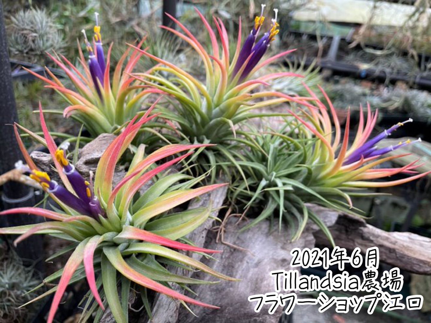 チランジア イオナンタ マキシマ アルビノ Tillandsia ionantha var