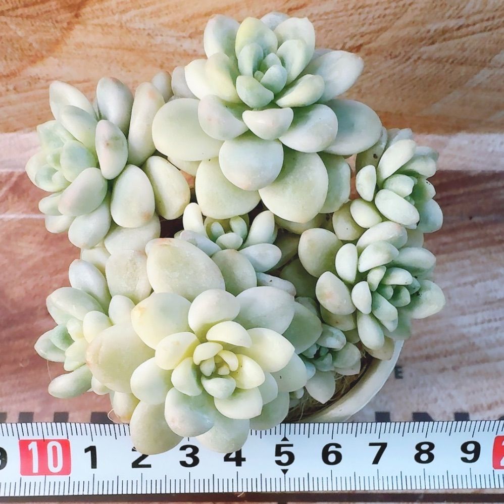 Amazon.co.jp: 多肉植物 オルペット錦 抜き苗 ホビーグッズ