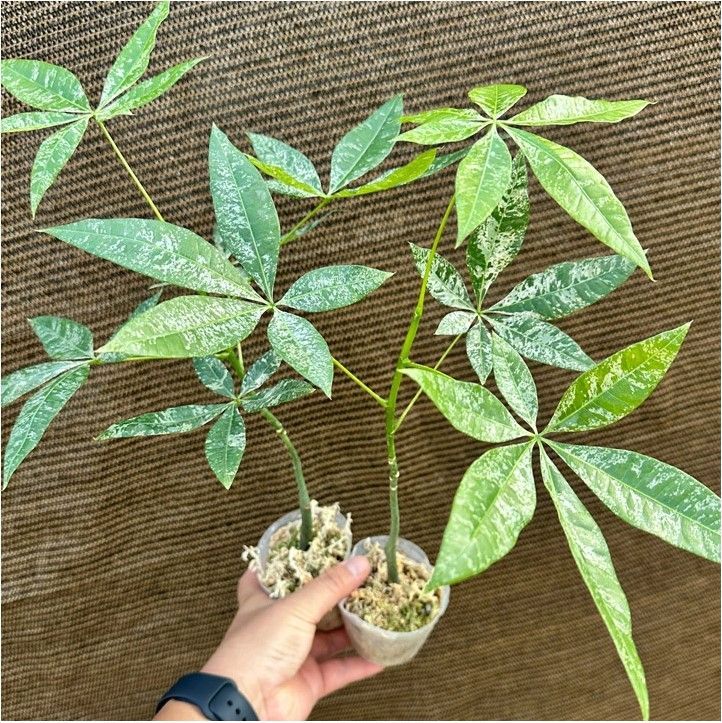 希少】パキラ ミルキーウェイ 実生 新芽 観葉植物 579 - メルカリ