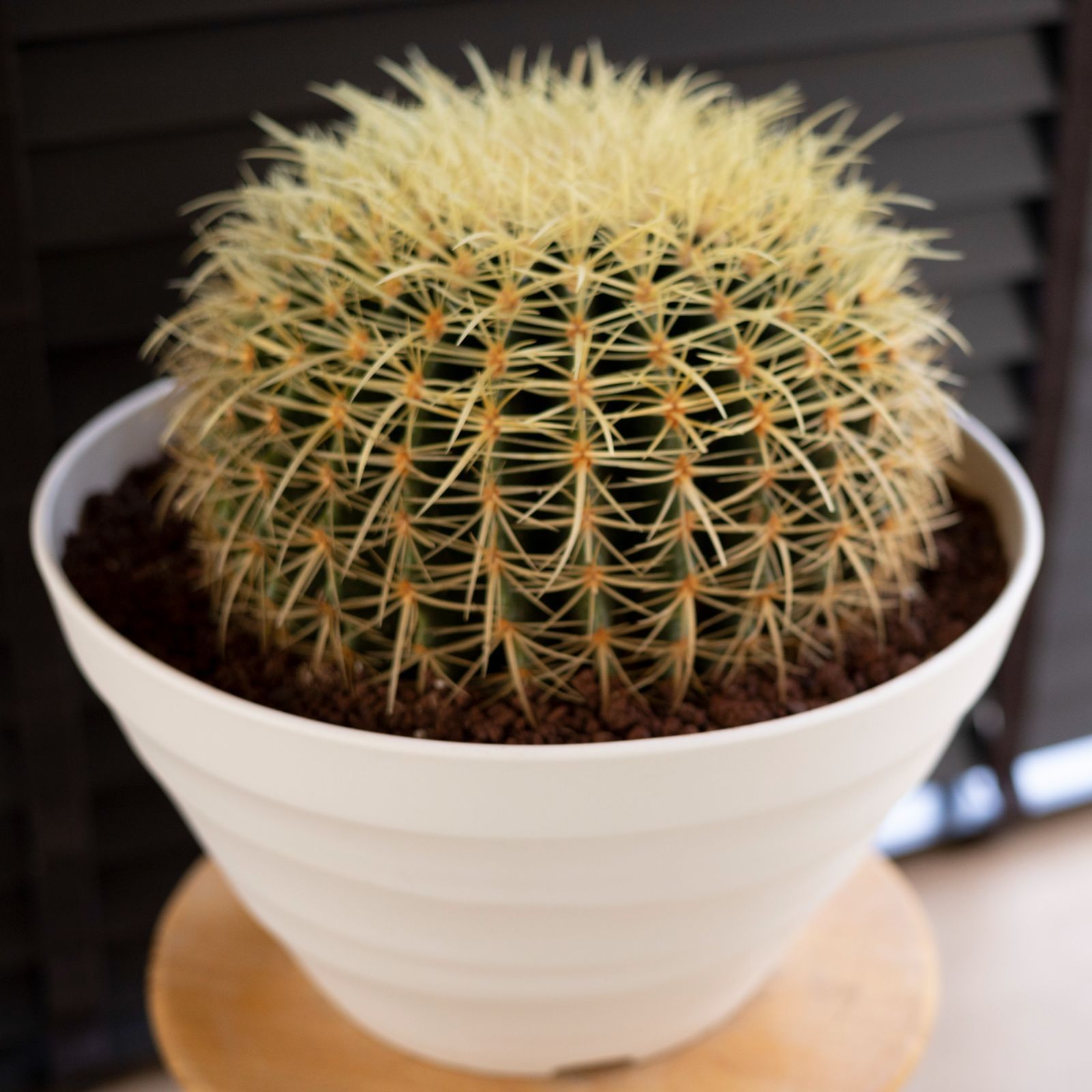 発根済】36cm 金鯱 サボテン 特大 12号 多肉植物 ドライガーデン