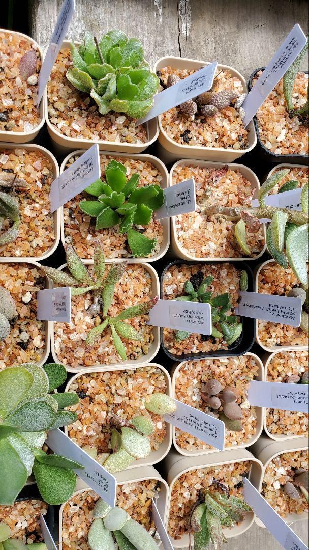 60種類以上セット