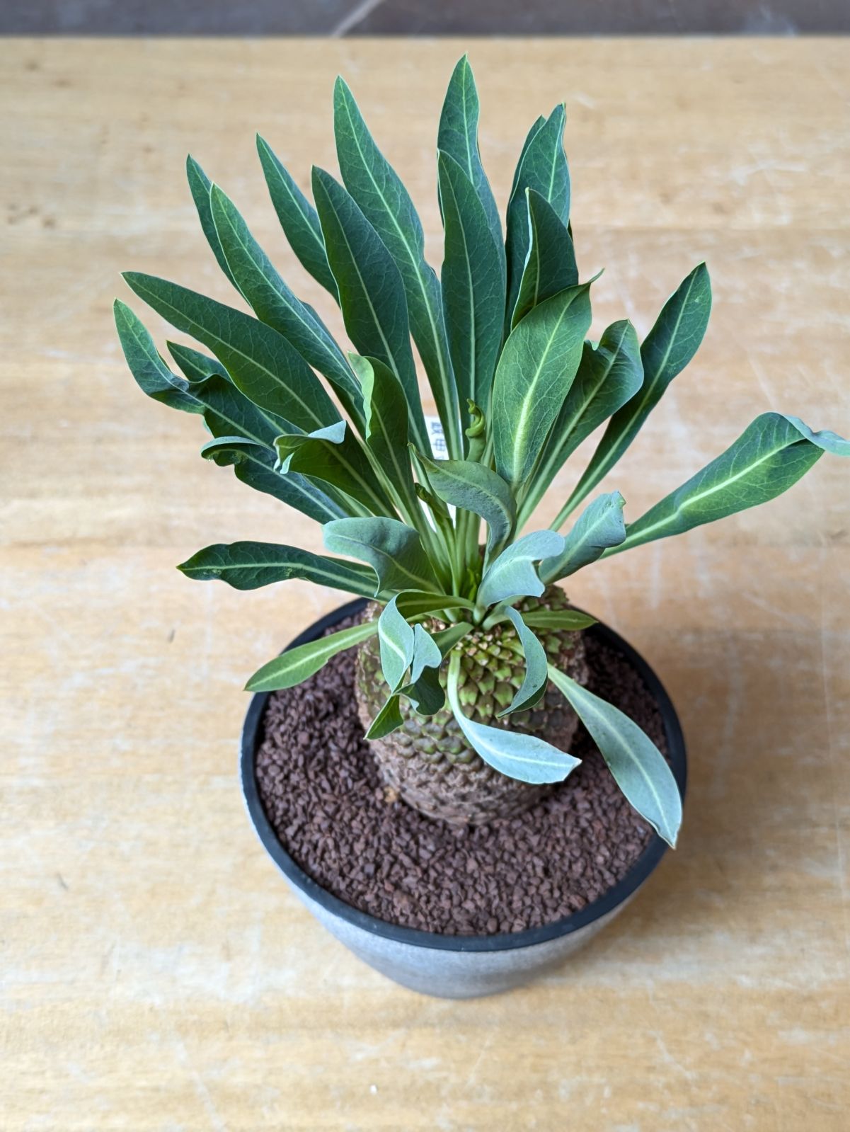 ユーフォルビア　鉄甲丸　No.006　鉢、送料込　メルカリ便 ユーフォルビア 鉄甲丸 【 現品 】大株 鉢のまま発送 - メルカリ