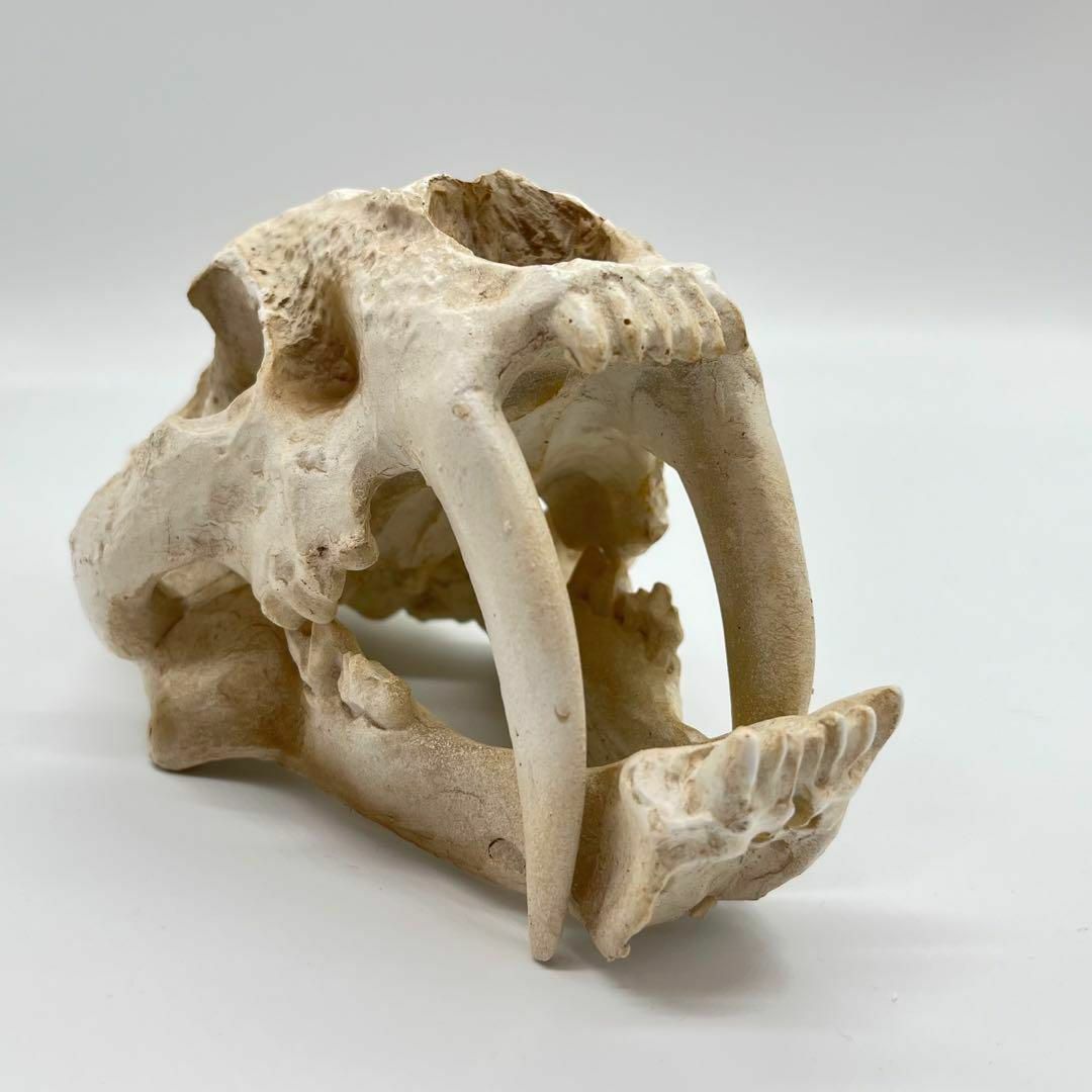 サーベルタイガー 頭骸骨 レプリカ インテリア 恐竜の化石 オブジェ