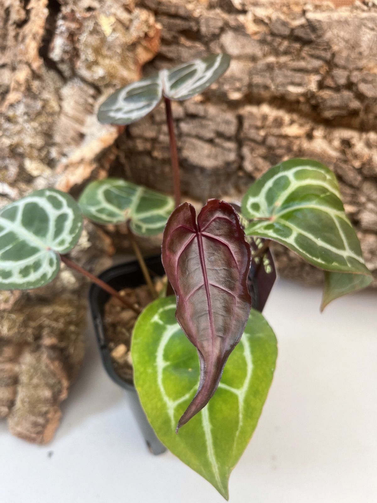 アンスリウム ミシェル アンスリウム ミシェル ドックブロック