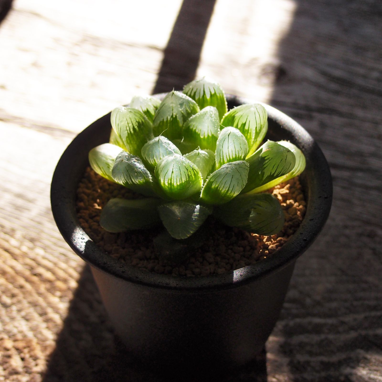 絶品】 大玉グリーンオブツーサ マスカット 幼苗④ 植物/観葉植物