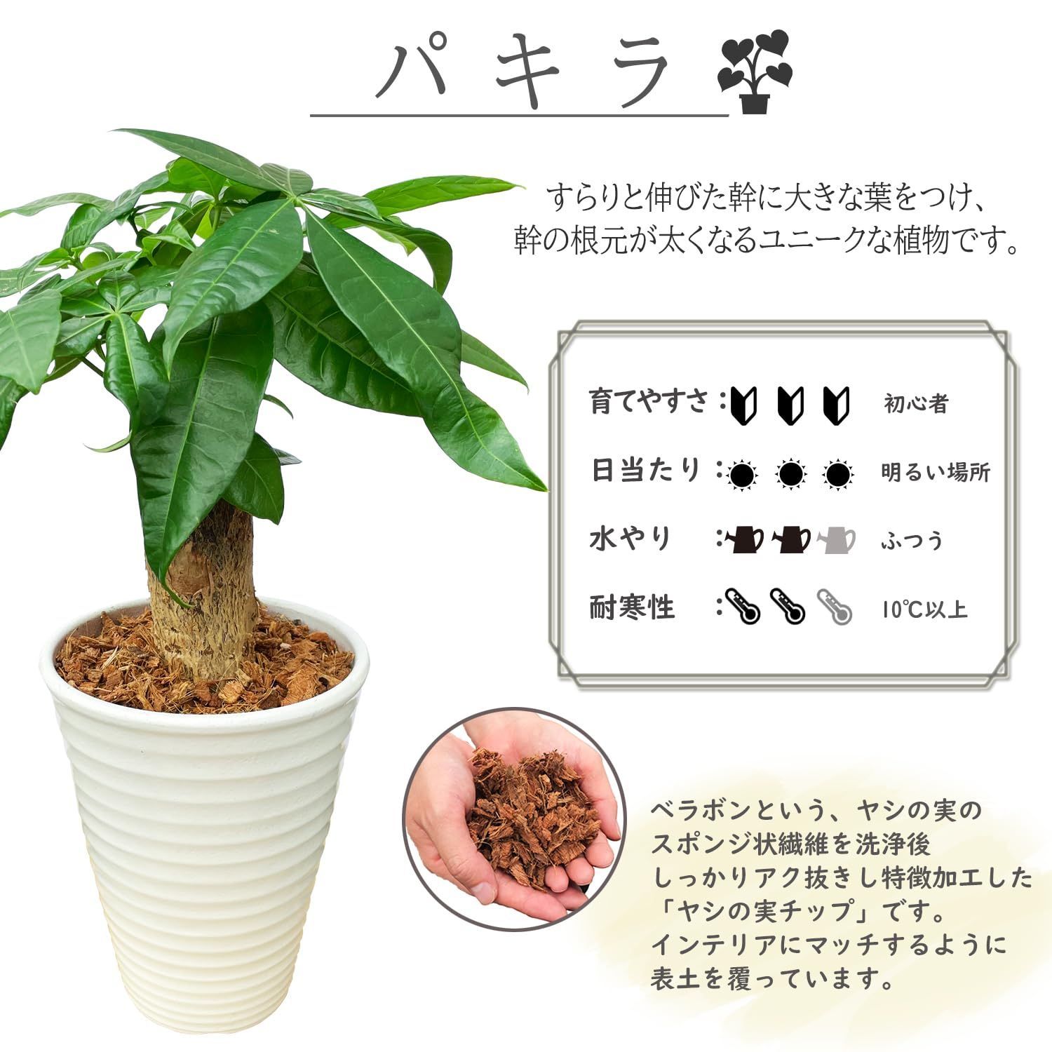 パキラの木
