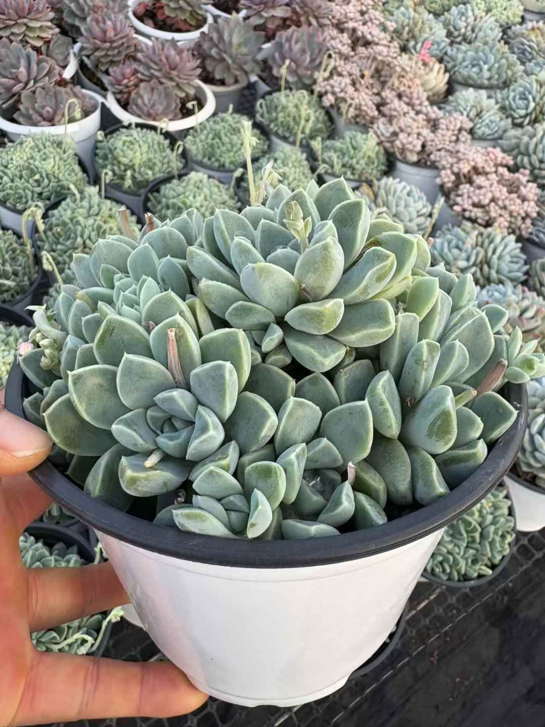 XJB559×15鉢 抜き苗 多肉植物 エケベリア サボテン 韓国苗 新入荷 抜き苗