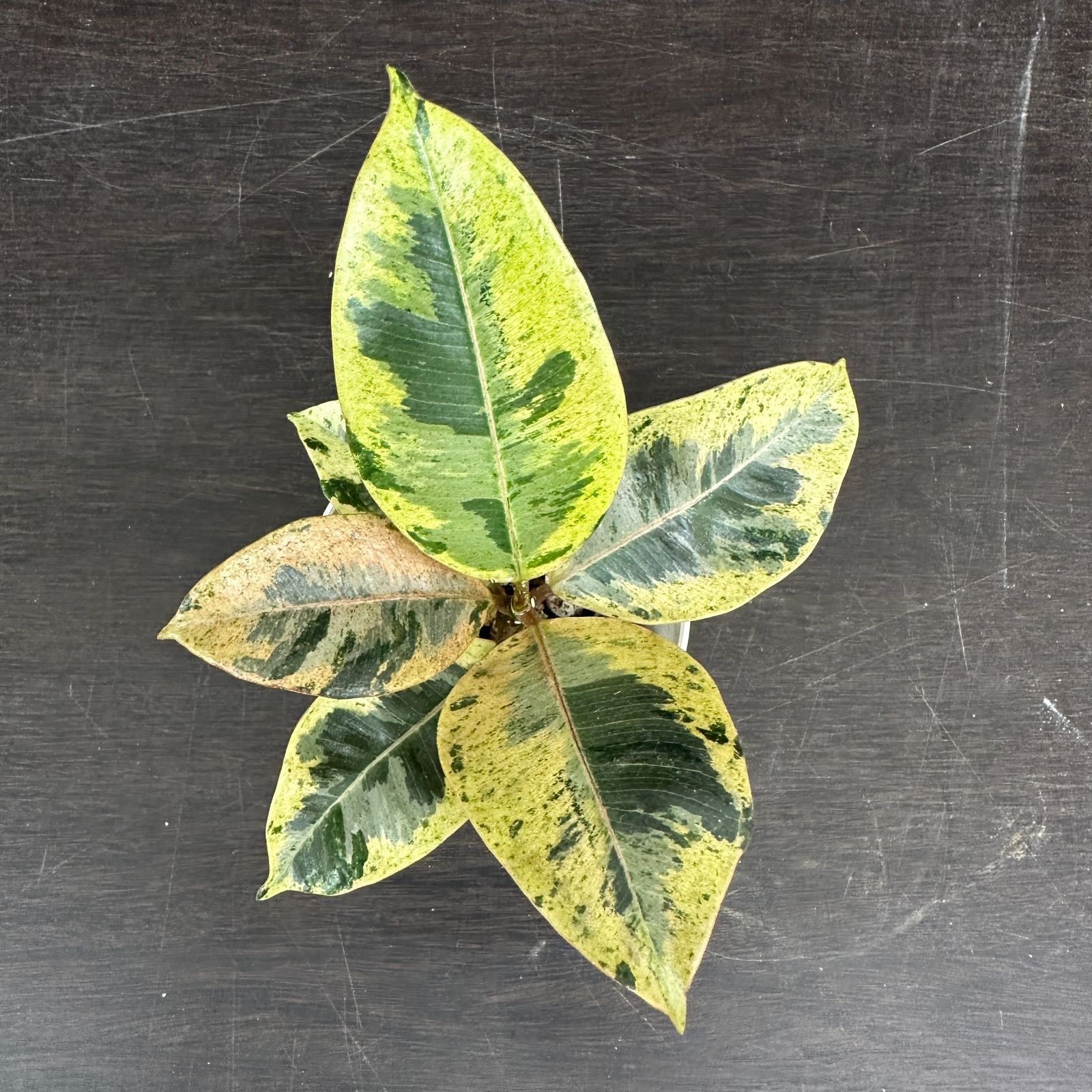 3 Fics elastica gin フィカス エラスティカ ジン 希少品種 - メルカリ