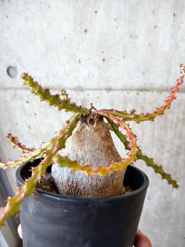 ユーフォルビア デシドゥア 3頭 塊根植物 ユーフォルビア デシドゥア 3頭 塊根植物 ユーフォルビア デシドゥア