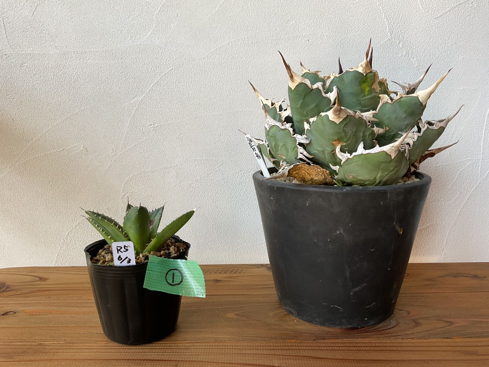 アガベ チタノタ 有望株 【公式通販】