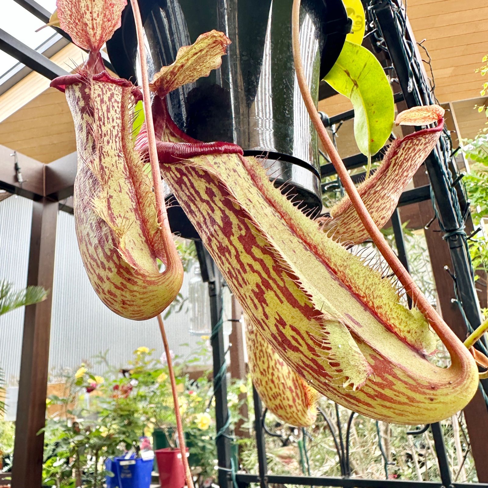 Amazon｜PLANCHU 食虫植物 ネペンテス アラタ アカネ 4号吊り鉢