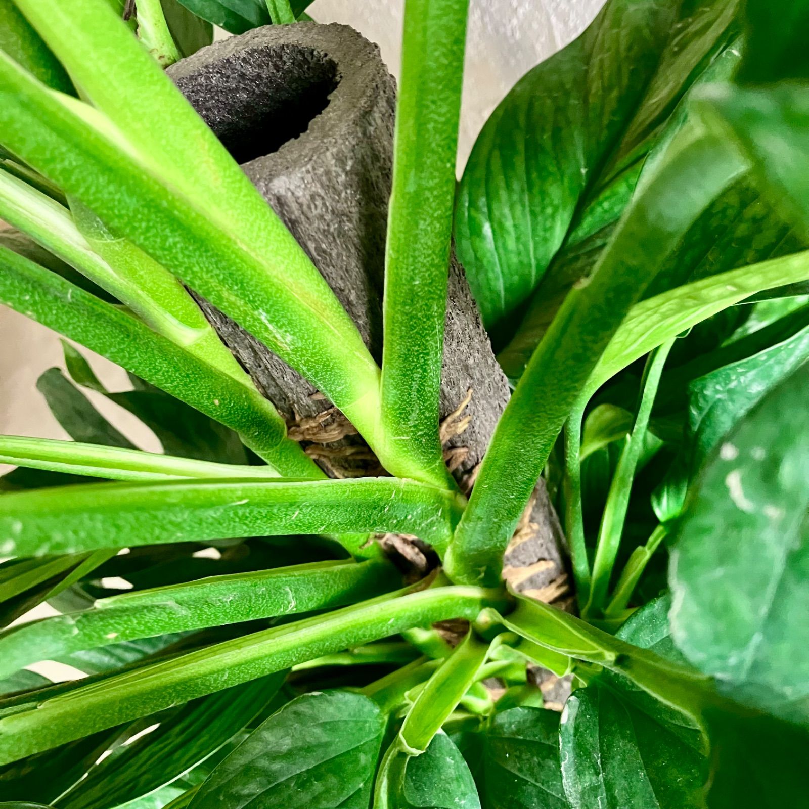 テラコッタ鉢植え アンティーク風