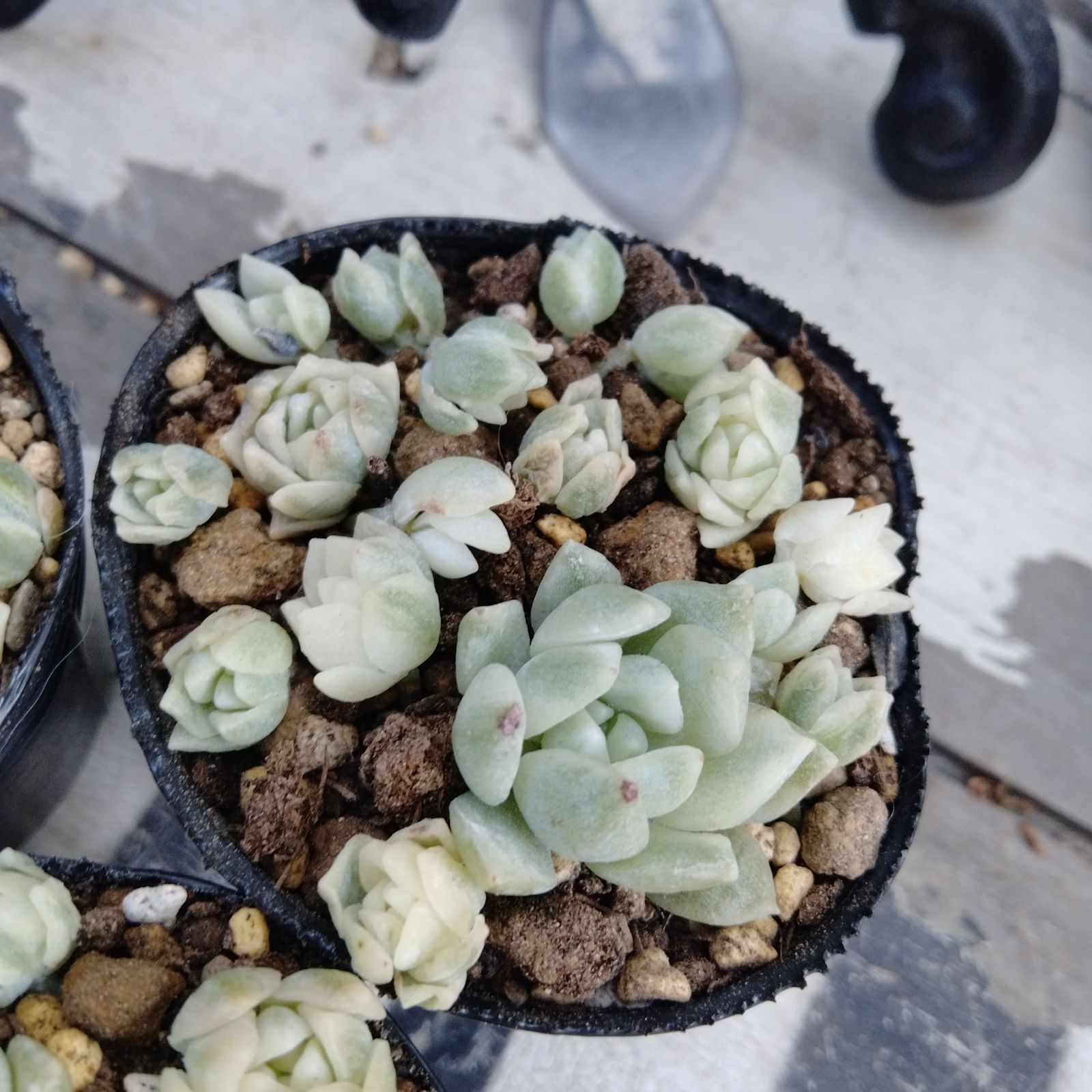 多肉植物❤️ プリンセスパール ❤️1頭19cm!拔き苗！セダム  おまけ 多肉植物❤️ プリンセスパール ❤️1頭19cm!拔き苗！セダム おまけ