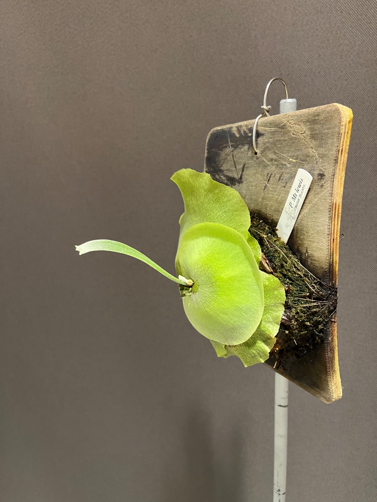 ビカクシダ マウントルイス　OC No.2 ビカクシダ【P.Mt lewis マウントルイス スケートボード 子株 株分け