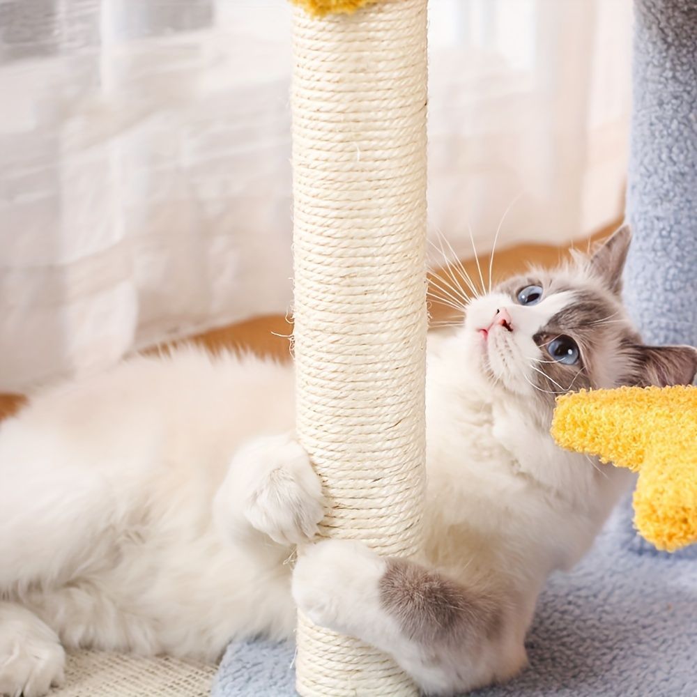 多頭飼い 運動不足解消