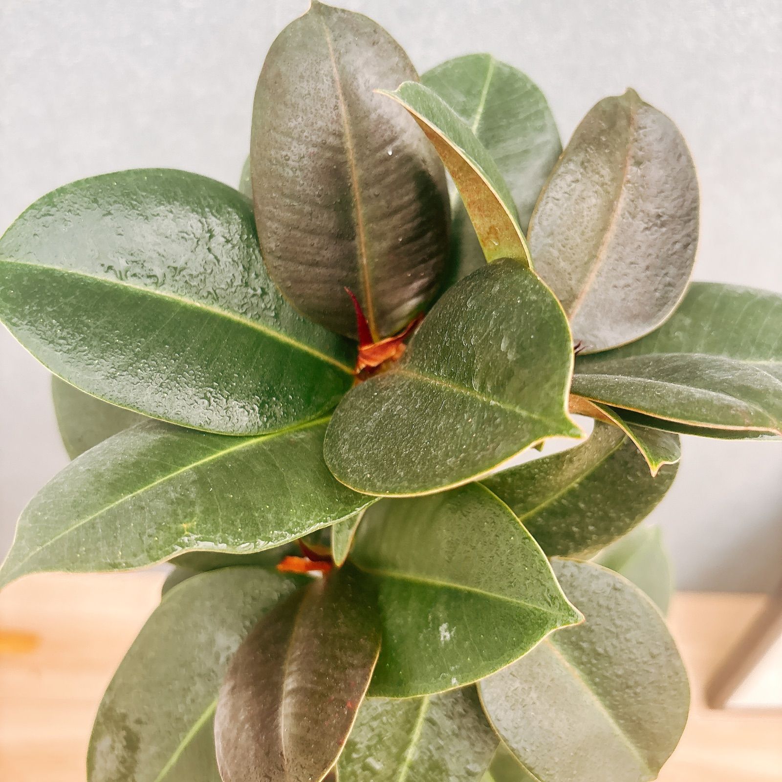 現品］20番 フィカス エラスティカ ソフィア 7号 観葉植物 室内 人気