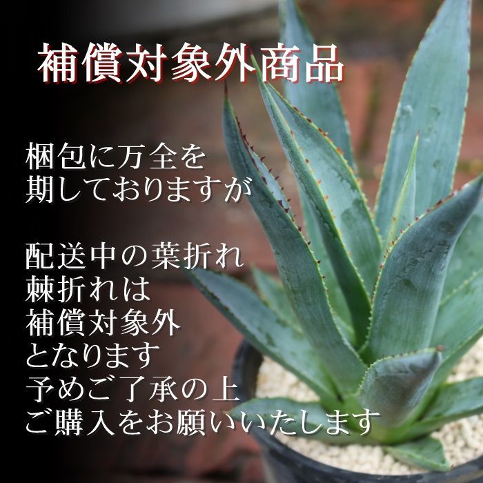 アガベ　吉祥天　2子株付き　抜き苗 観葉植物 吉祥天 アガベ 2号ポット 多肉植物 根付苗 多肉永遠