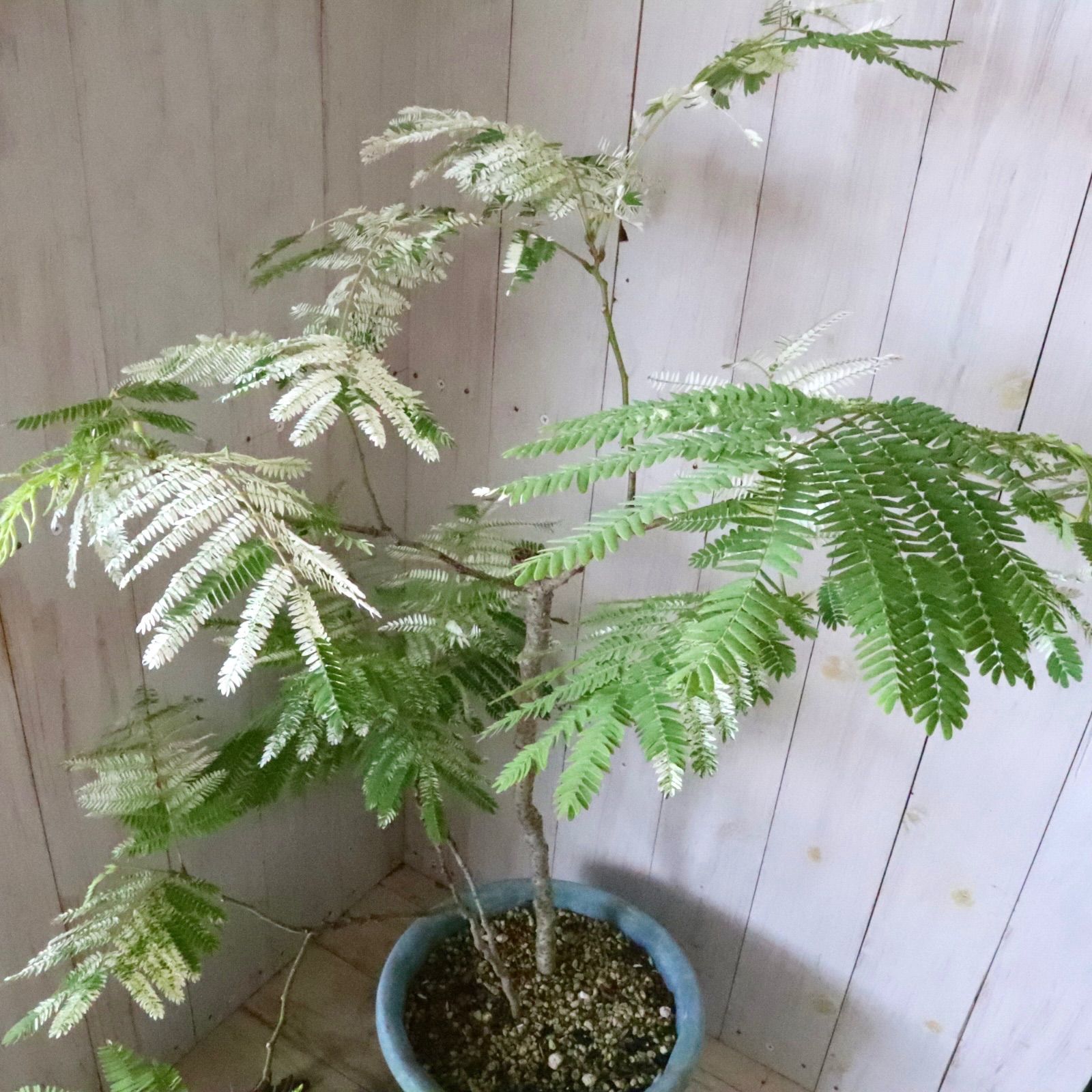 立派♡ 希少♡斑入り♡エバーフレッシュ♡ネムの木♡観葉植物