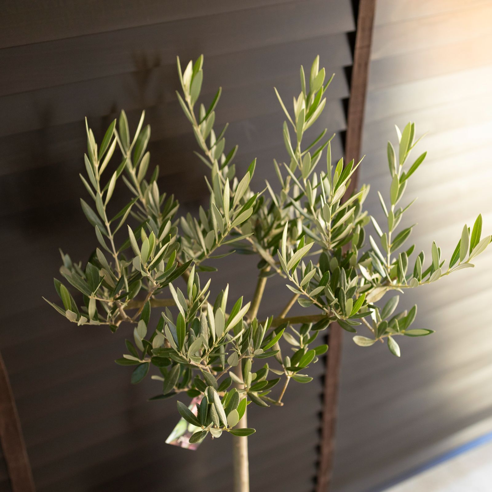 ⑤ オリーブの木 souju 7号 【ピクアル】 オリーブの木 ピクアル 7号