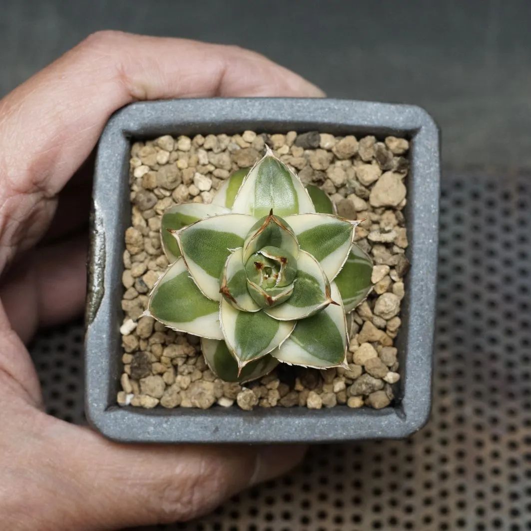 Agave filifera 'Pinky' Agave filifera 'Pinky'