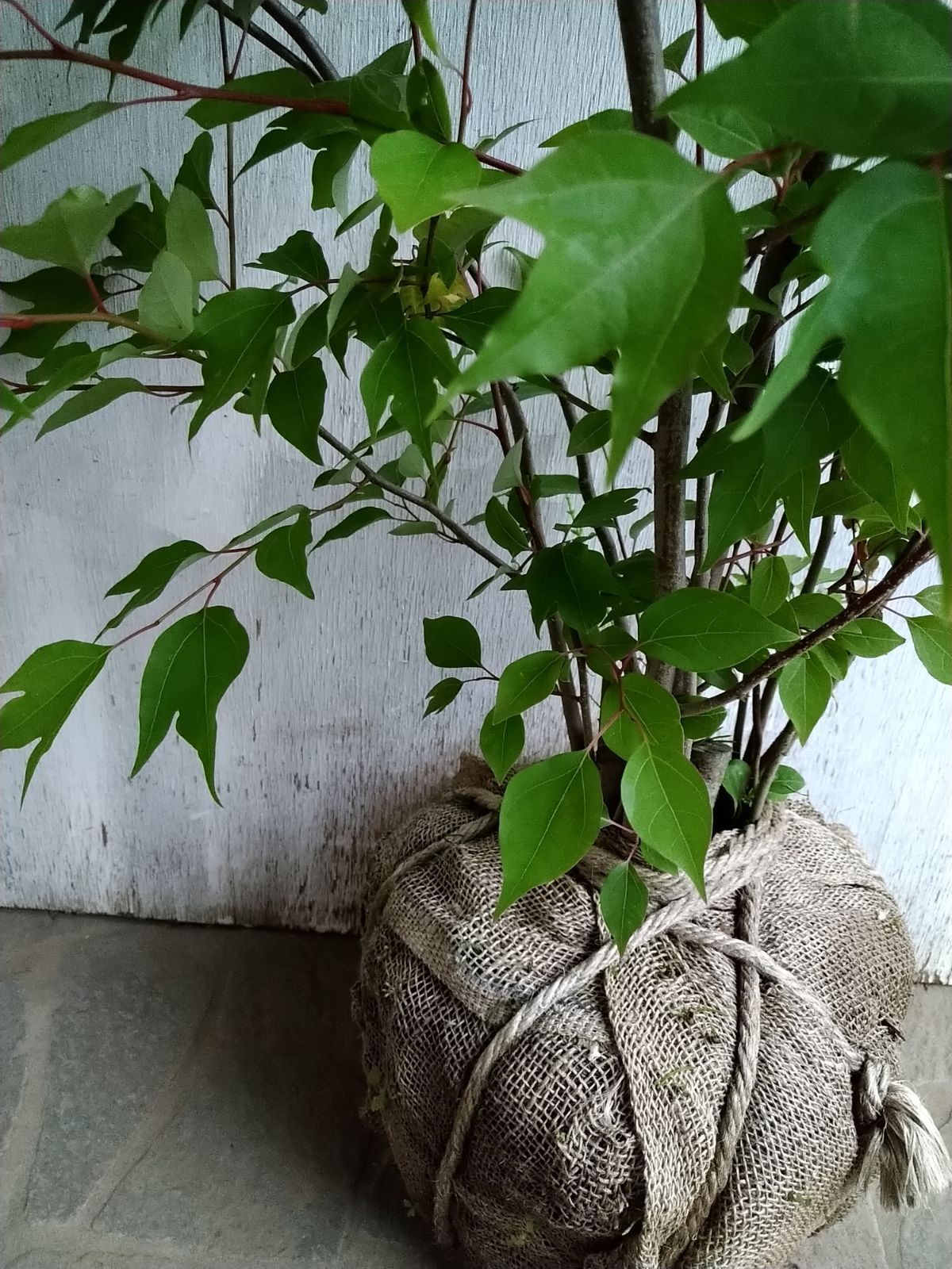 シロモジ株立ち大きめサイズ