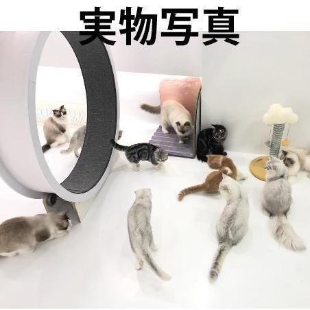 キャットホイール猫の車輪猫の回し車猫のトレッドミルの車輪猫のエクササイズホイール猫ローラーペット用トレッドミル歩く猫フィットネス猫のおもちゃ