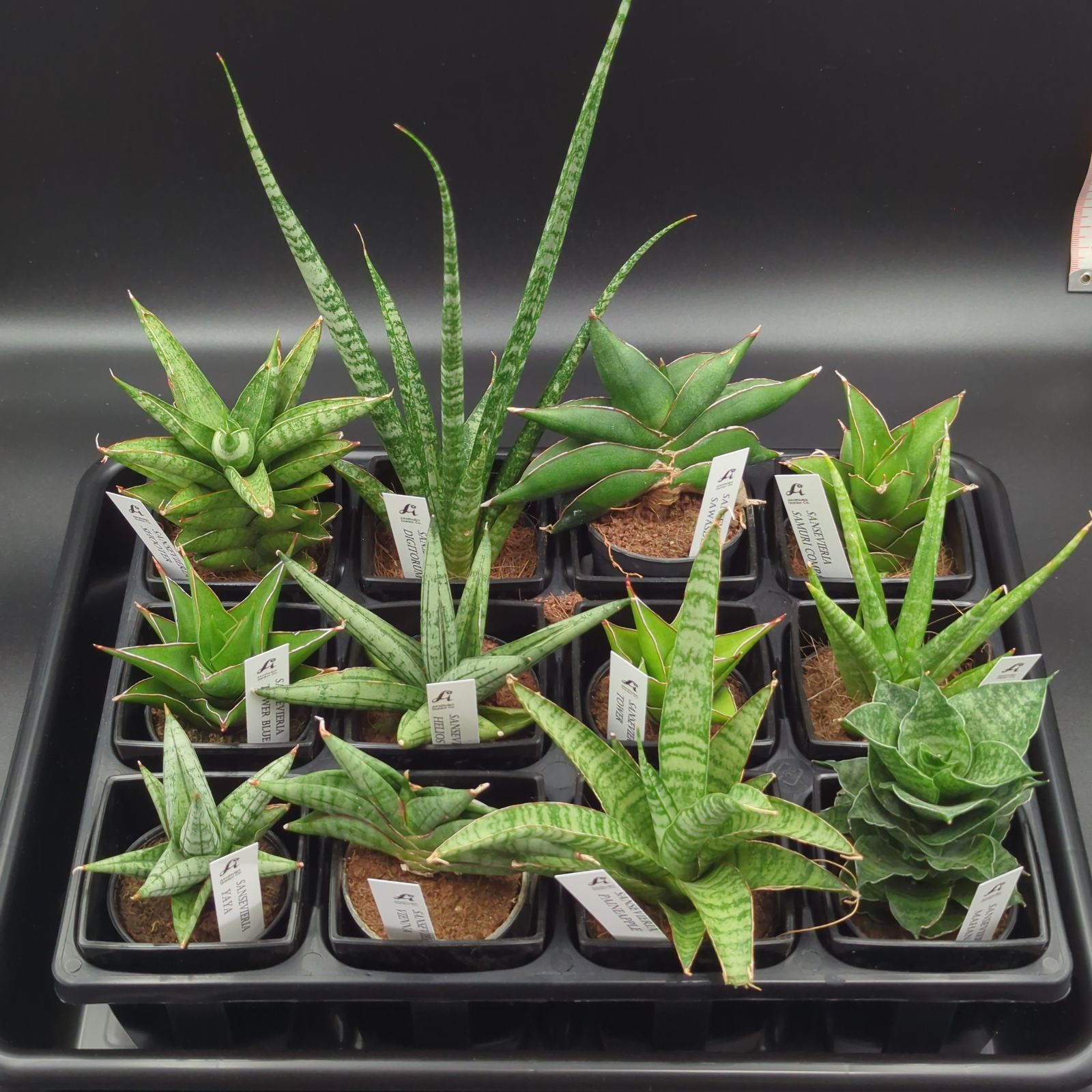 サンスベリア Sansevieria Manny Pacquiao​ v Sansevieria hyb Manny