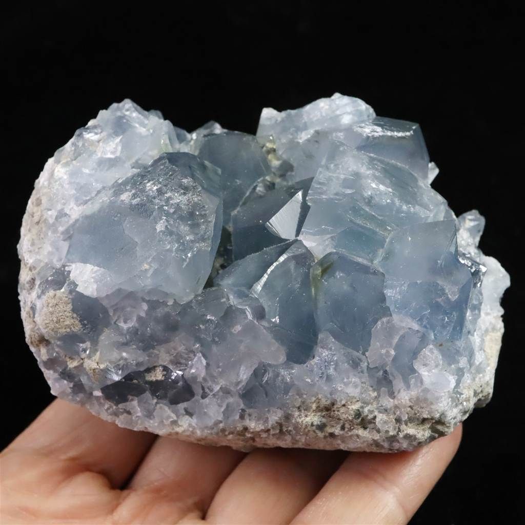 490.0g 榎本通商68472