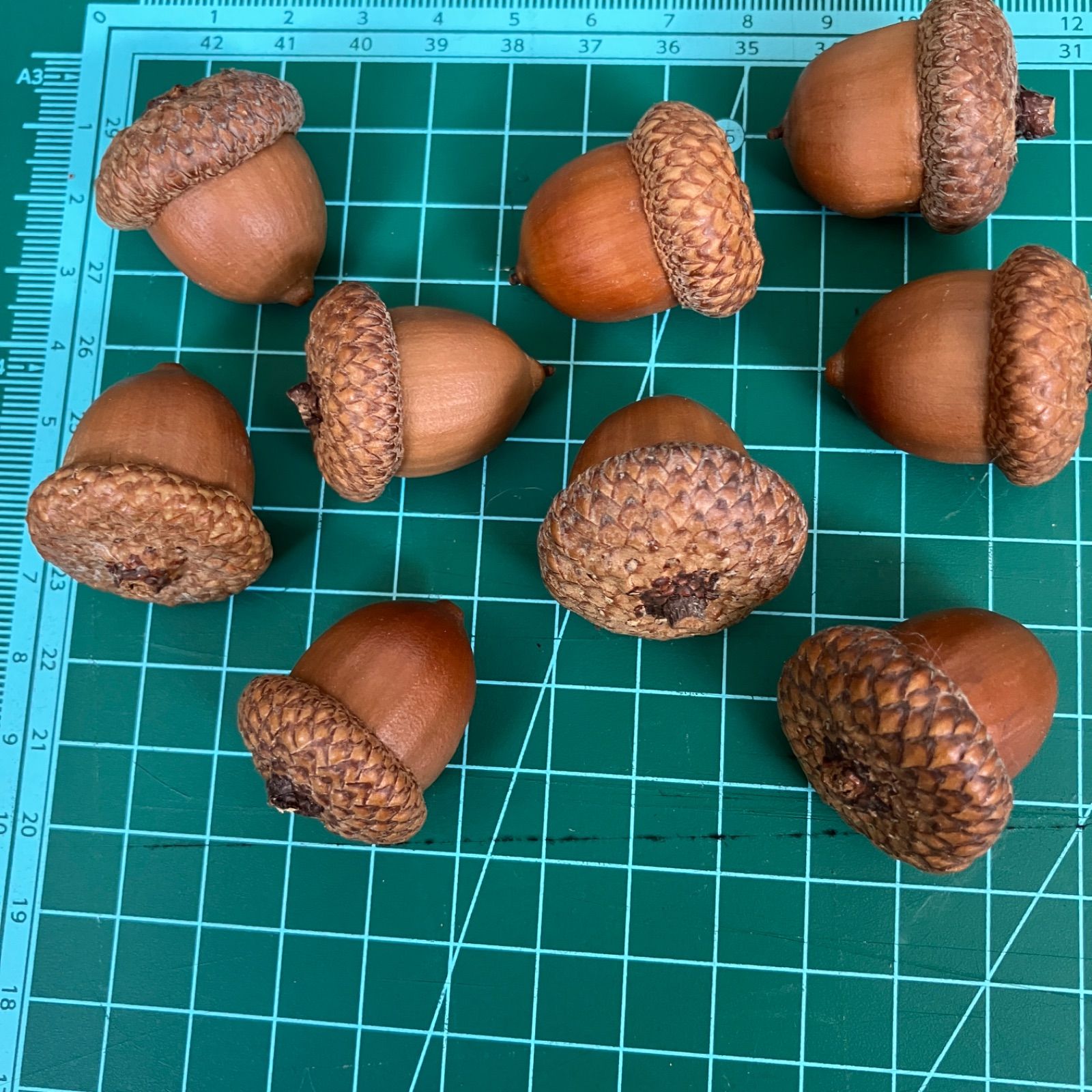 北海道産 レッドオークの実 まんまるどんぐり 大サイズ 大量18個