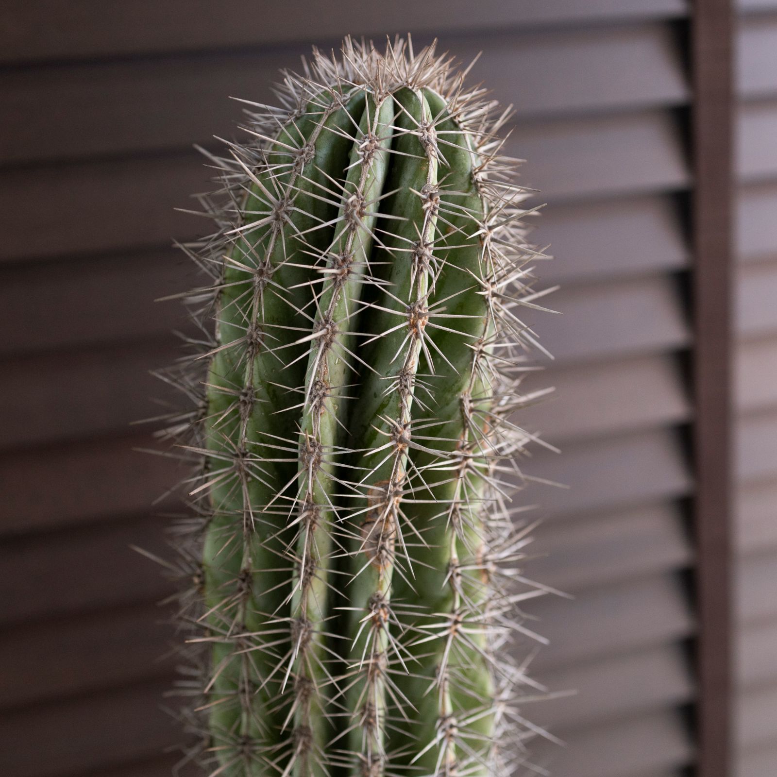 高さ65cm パキケレウス