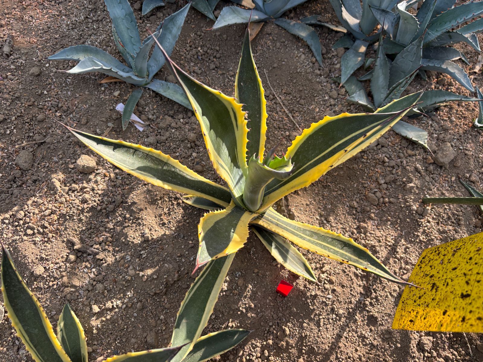 アガベ サルミアナ トニーズタイガー 直径約40㎝ AGAVE 【公式通販】