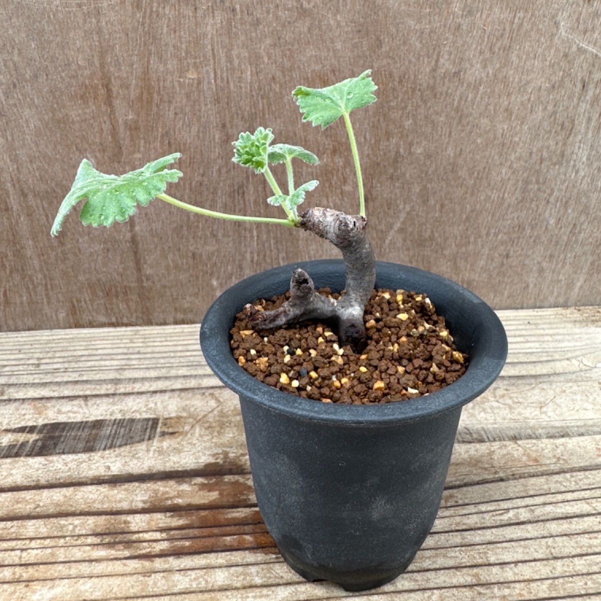 未発根株 ペラルゴニウムミラビレ（冬型/ベアルート株）塊根植物