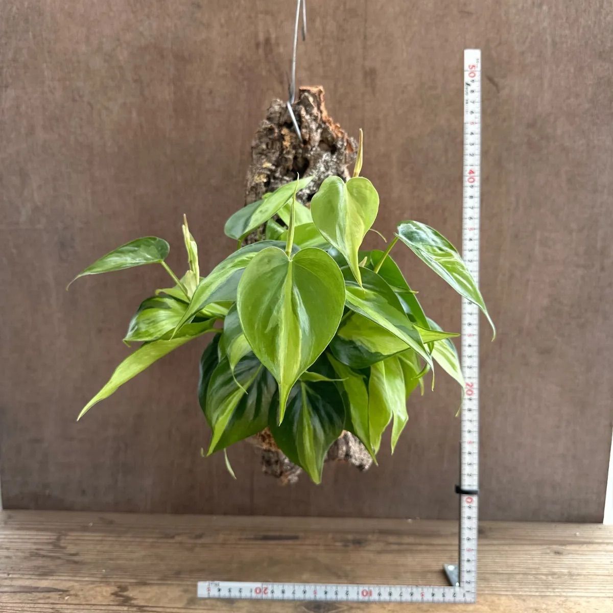 まとめ買い限定1本¥180フィロデンドロンブラジル 観葉植物 オキシカル