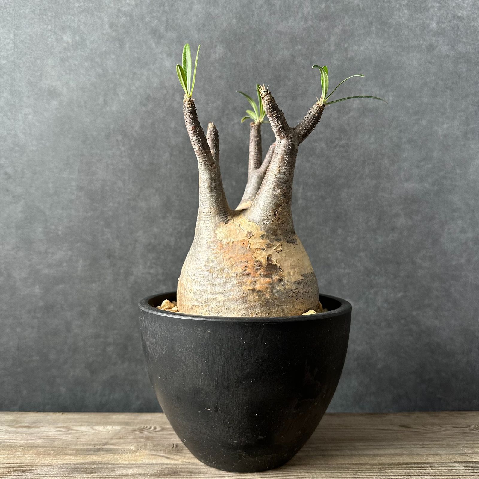 20 塊根植物-パキポディウム グラキリス コーデックス 多肉植物 現地株