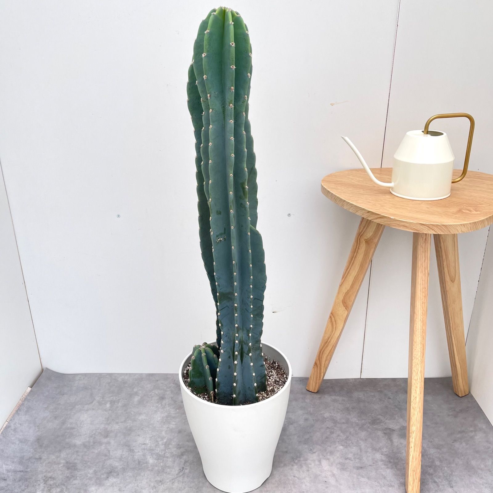 現品 観葉植物