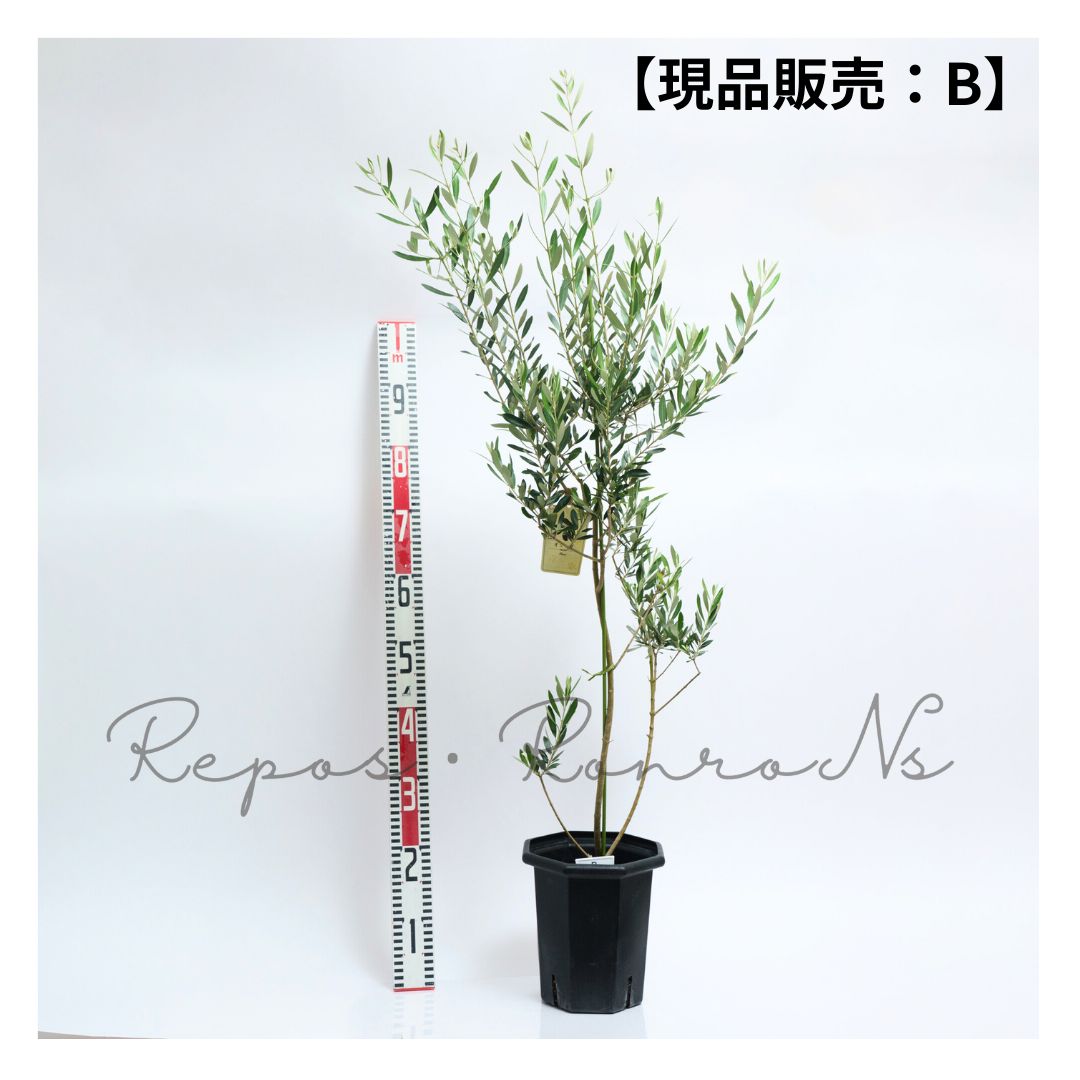 オリーブ アルベキーナ 現品販売 B 7号 品種 アルベキナ 常緑樹