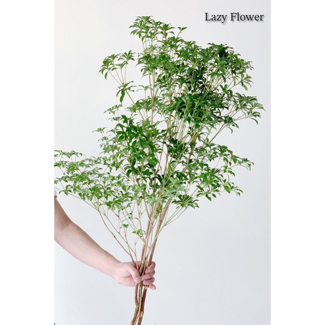 アセビ120cm＋90cmx2本 k6