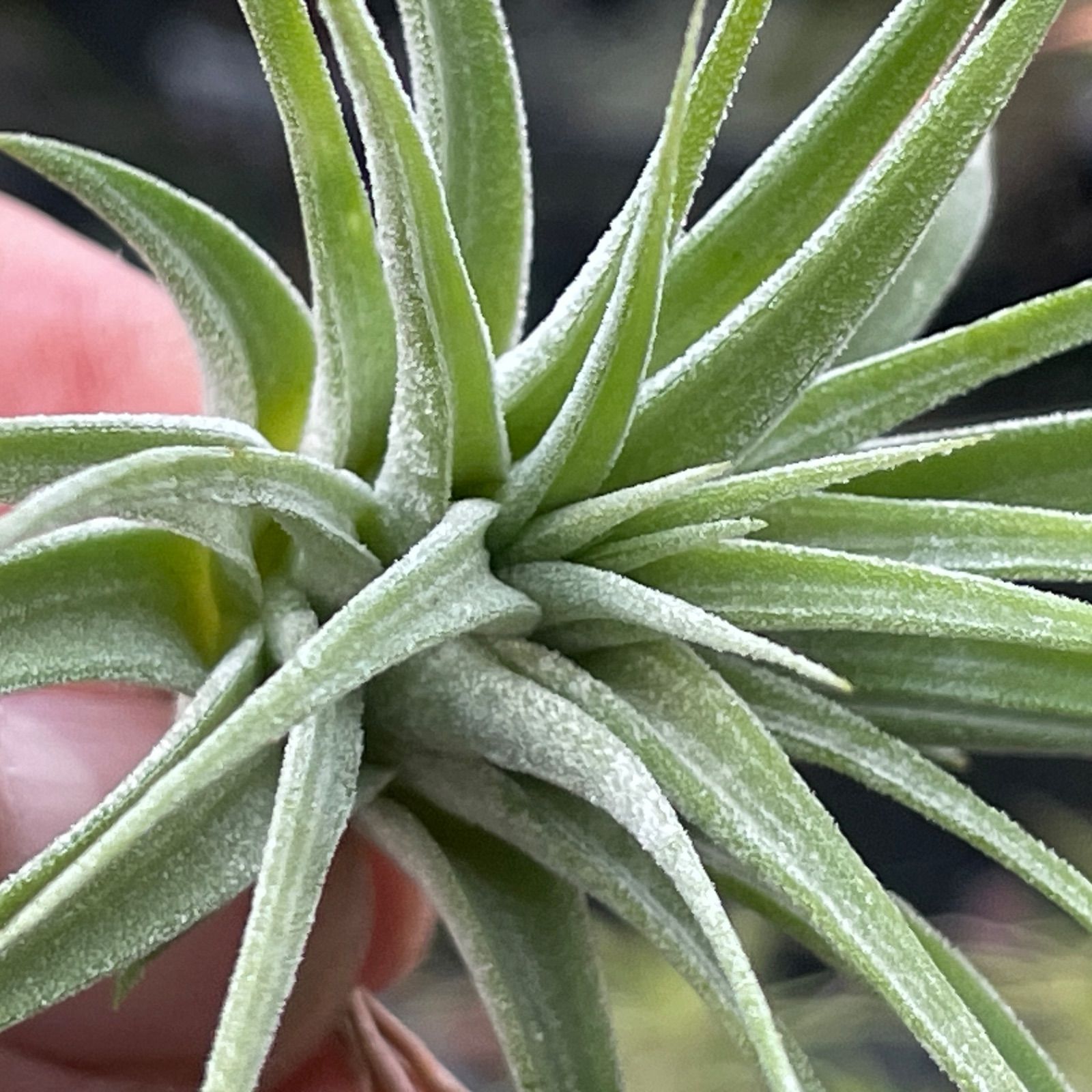 φ8×6]チランジア イオナンタ マキシマ アルビノ Tillandsia ionantha