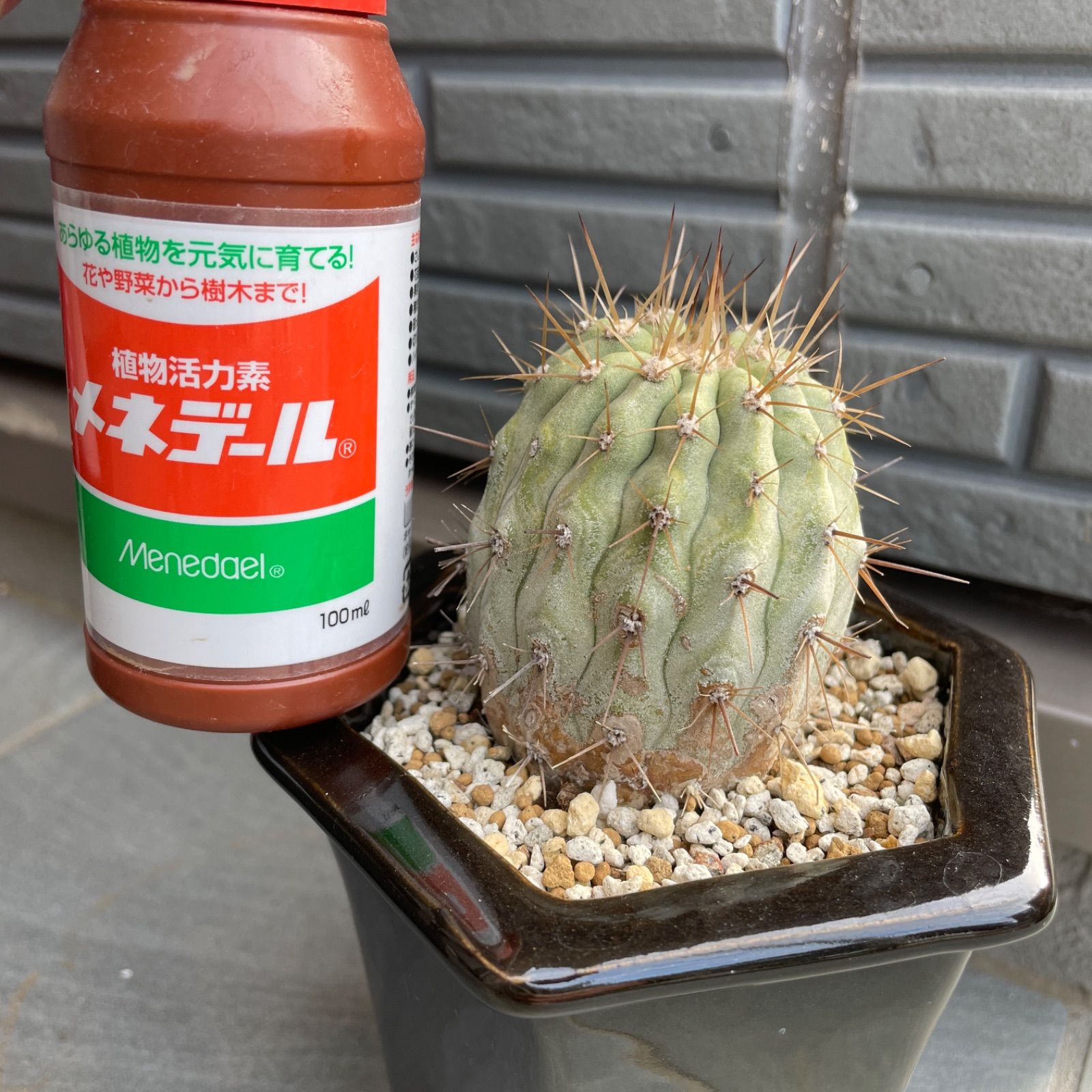 値下げ レア 白棘黒王丸 - メルカリ 値下げ レア 白棘黒王丸 - メルカリ