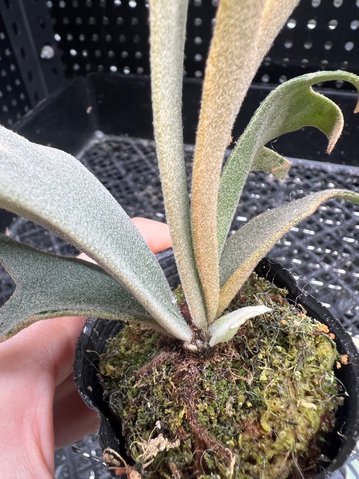 平凡之鹿】ビカクシダ Platycerium willinckii Jenny TC - メルカリ