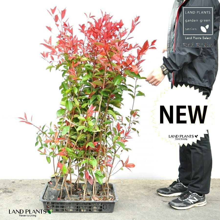 ケース販売 レッドロビン 3.5号 苗木 20本 高さ90～110cm 苗 苗木 苗ポット セイヨウカナメ カナメモチ