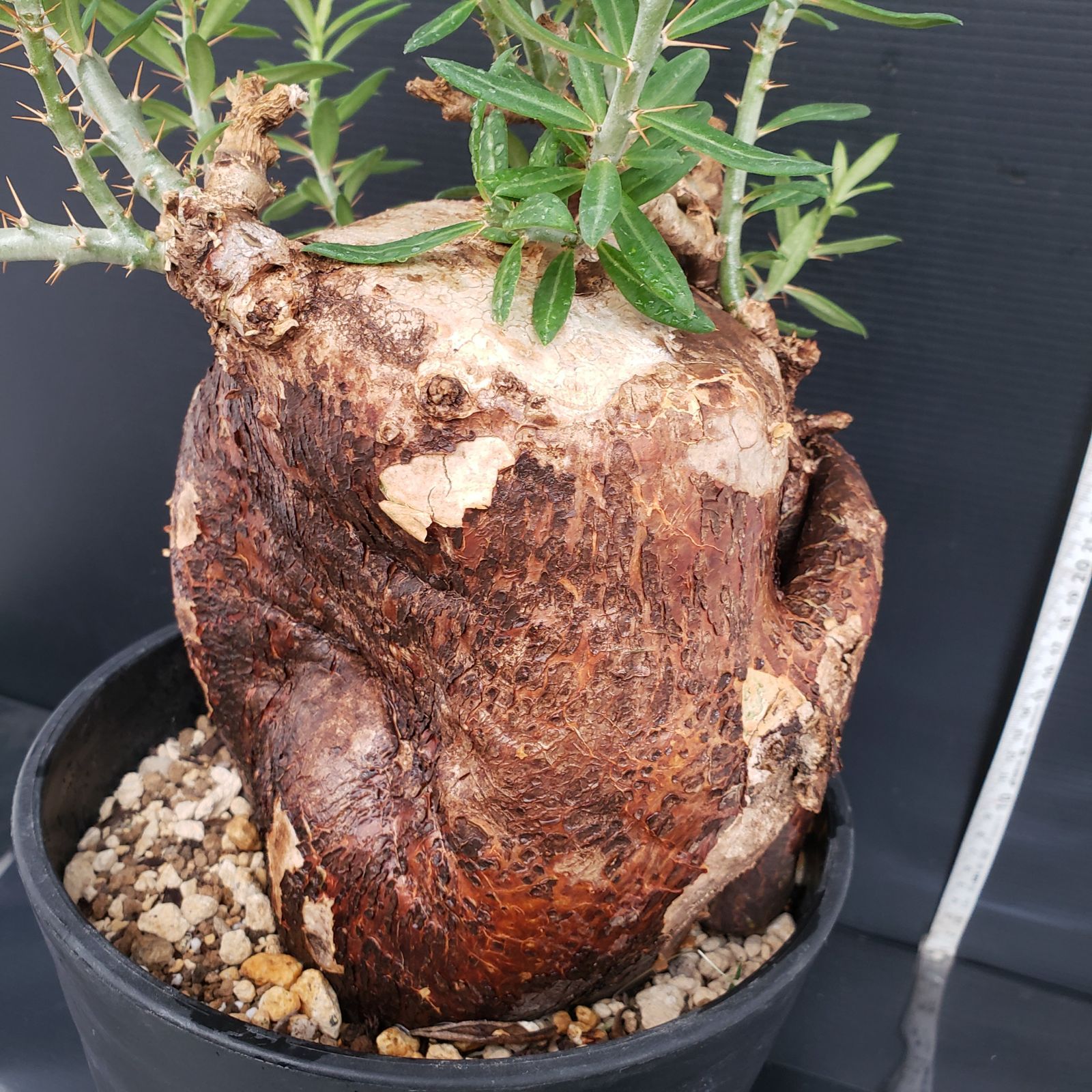 パキポディウム　ビスピノーサム　特大　現地球　 発根株　(鉢付き) パキポディウム ビスピノーサム 現地球 発根株 特大 (鉢付き