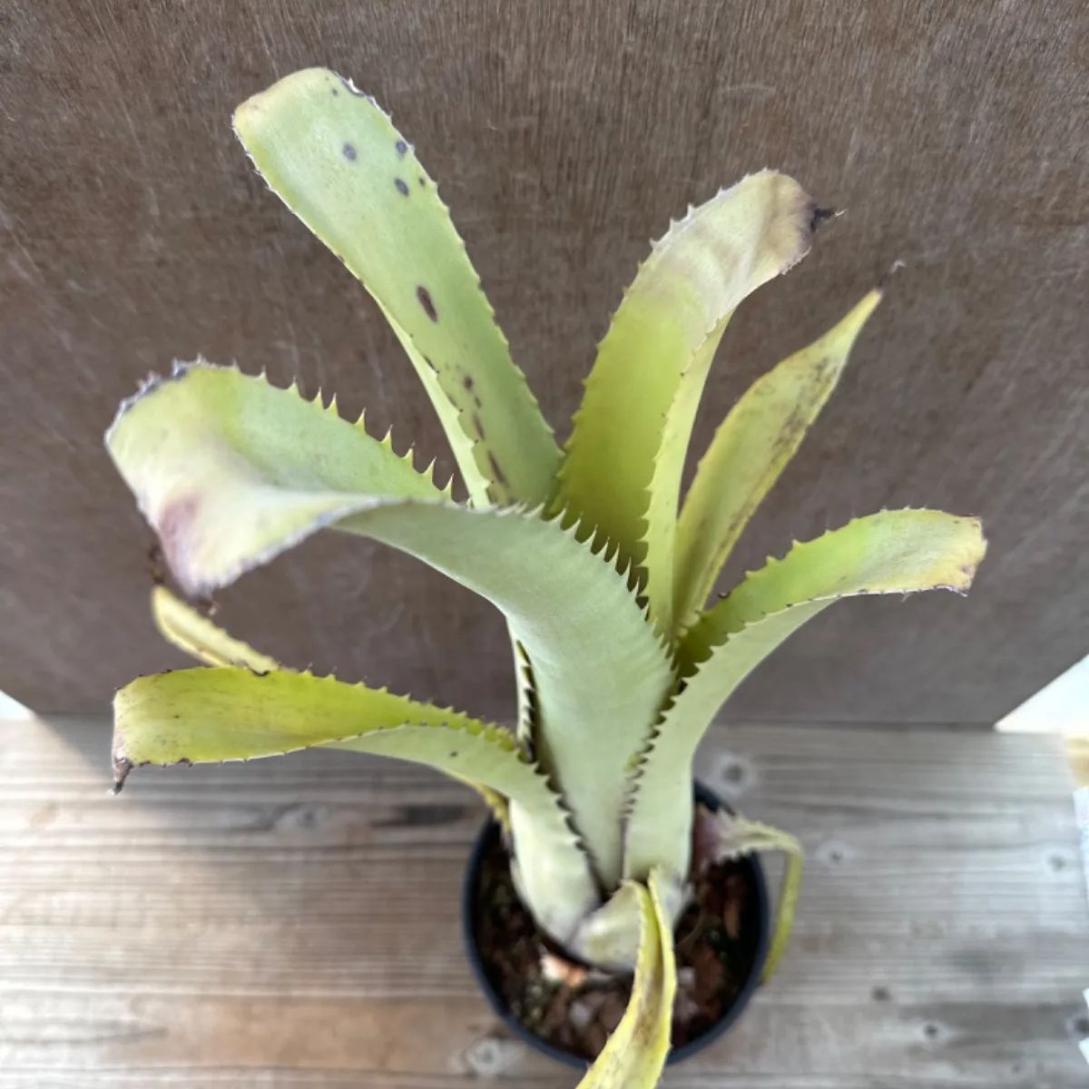 エクメア トカンチーナ トカンティーナ Aechmea tocantina エクメア