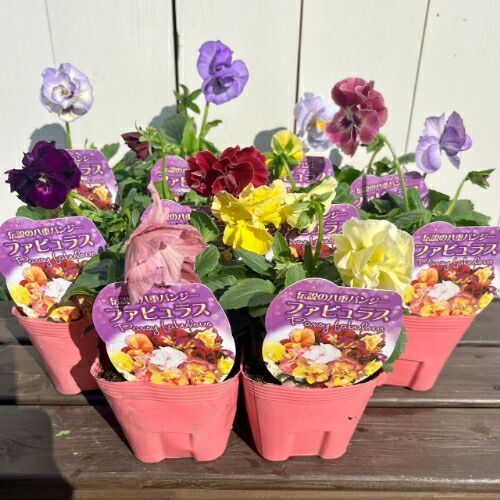 フリルビオラ 8株セット M01】フリルパンジー＆ビオラの種・MeowMeow
