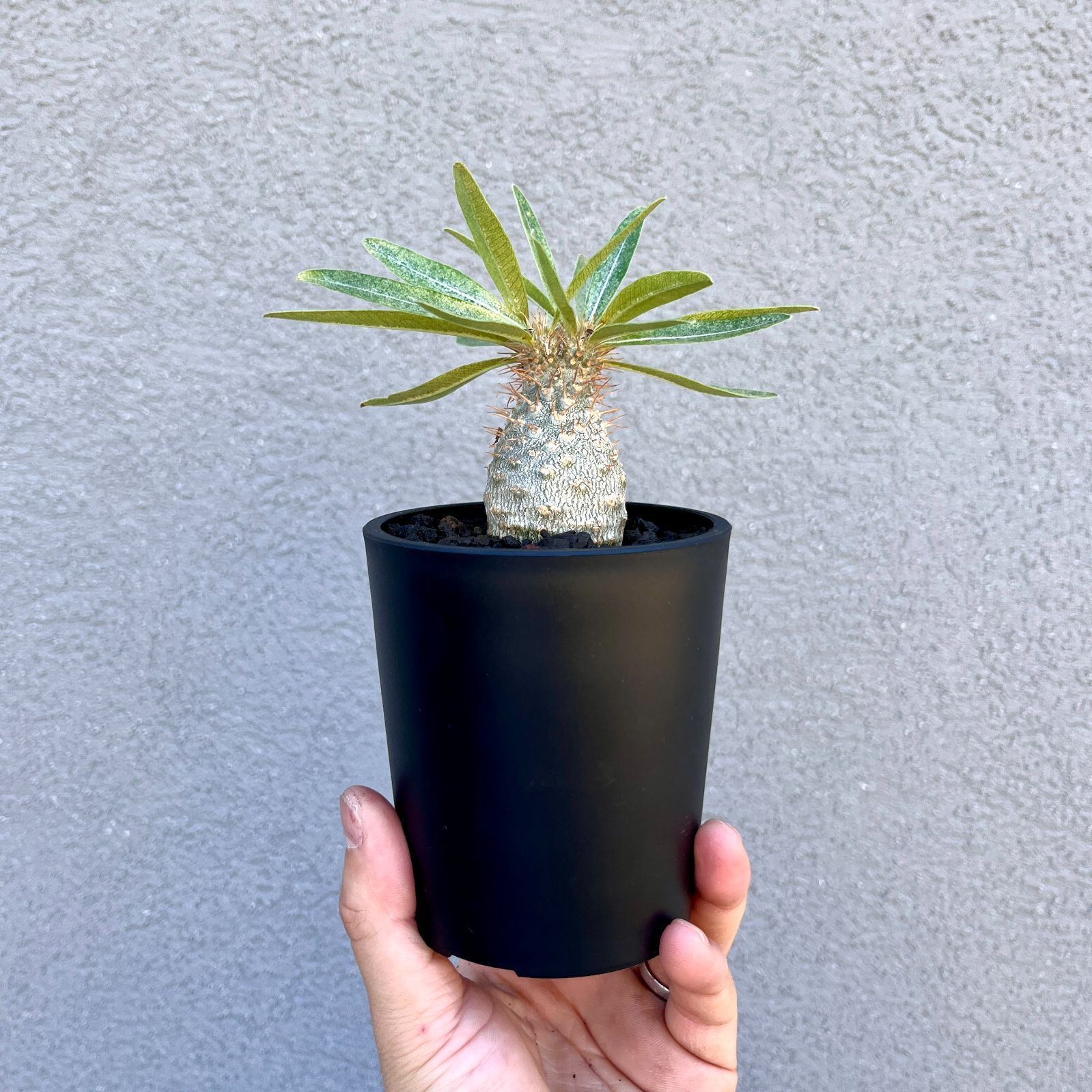パキポディウム・グラキリス 実生株｜Pachypodium rosulatum var