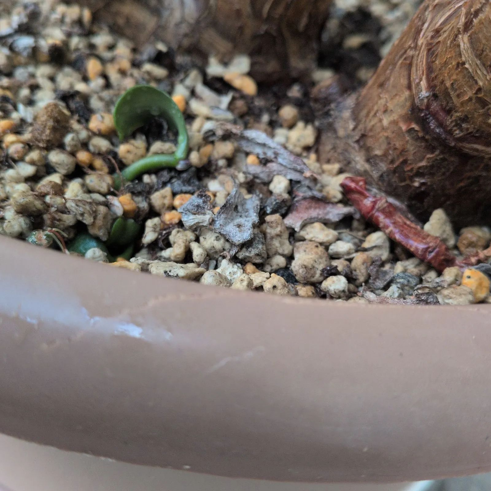 15年以上育てた、流通してない大きさの金のなる木 - メルカリ