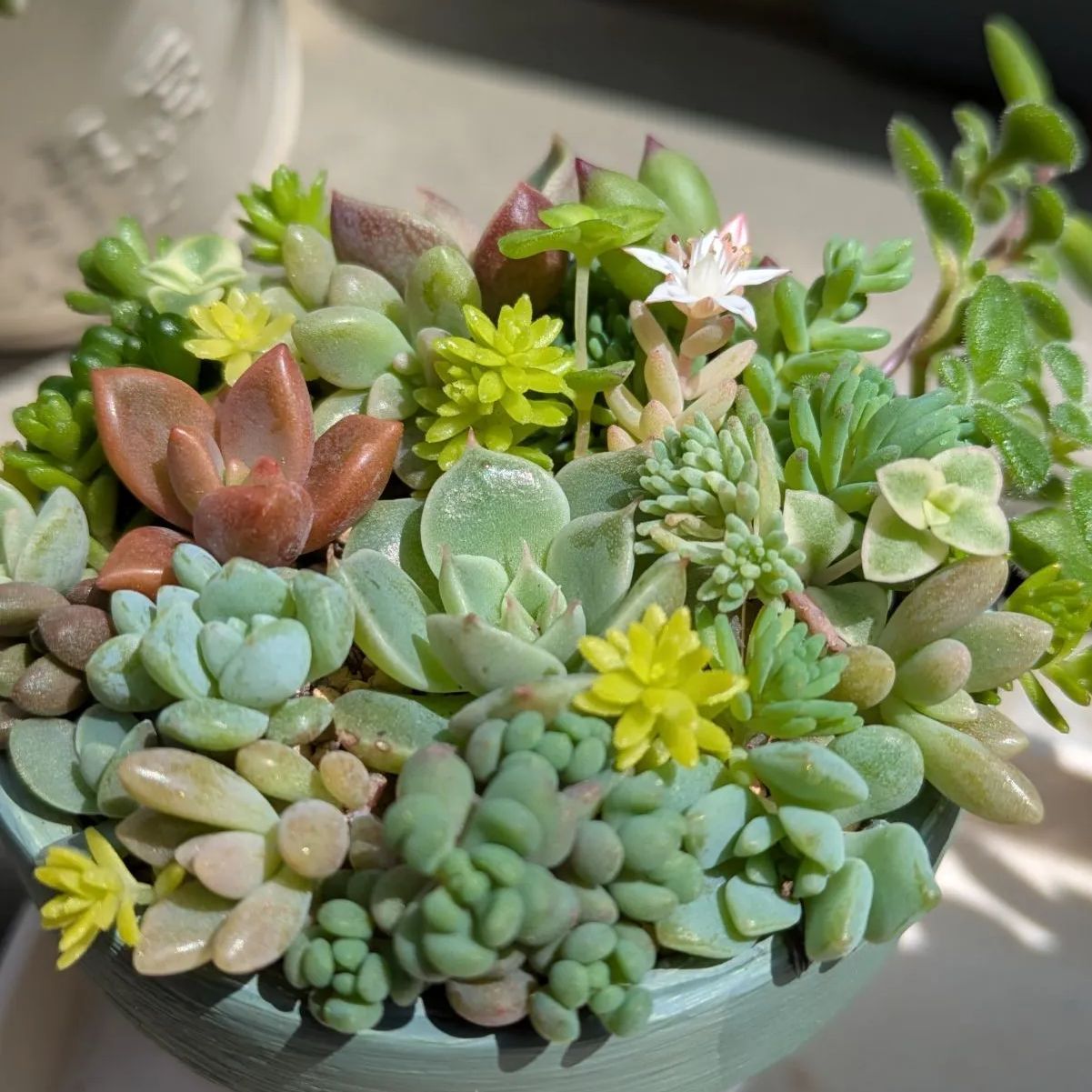 多肉植物 カット苗 寄せ植えセット ミニ 2つセット ⑤ - メルカリ