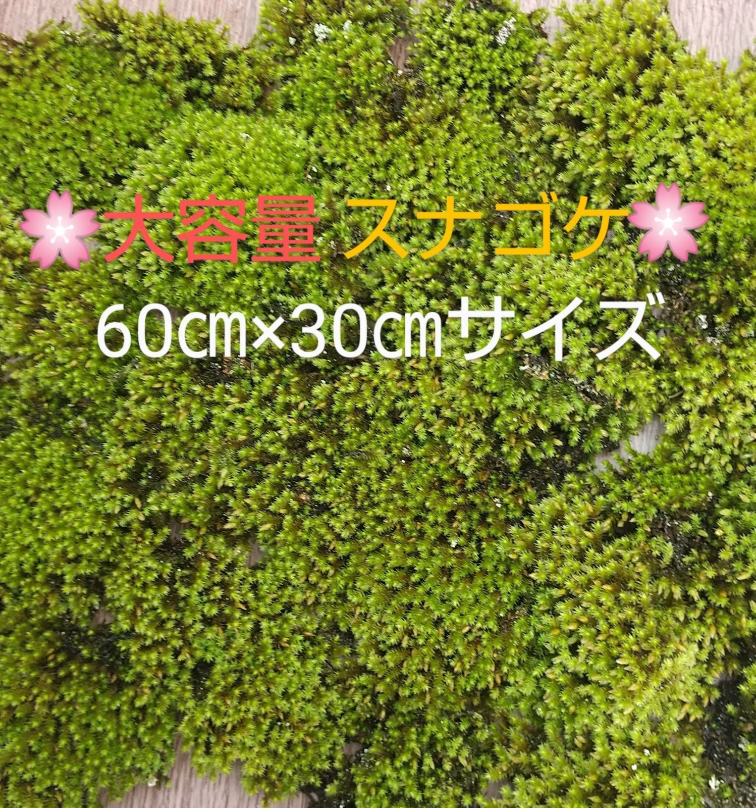 大容量スナゴケ60×30㎝盆栽・植木周りに補充・ネコポス発送 - メルカリ