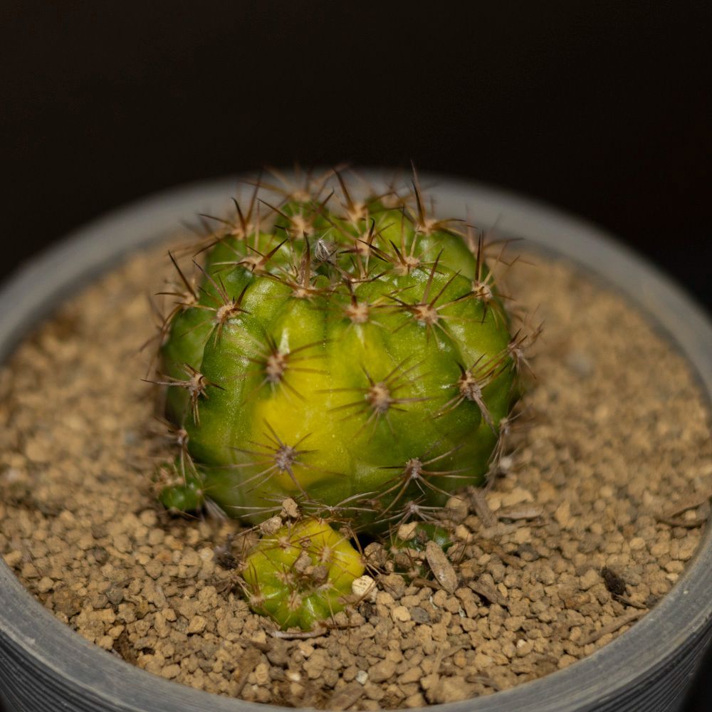 エキノプシス 花嵐錦 サボテン Echinopsis 珍奇植物 斑入り 多肉植物