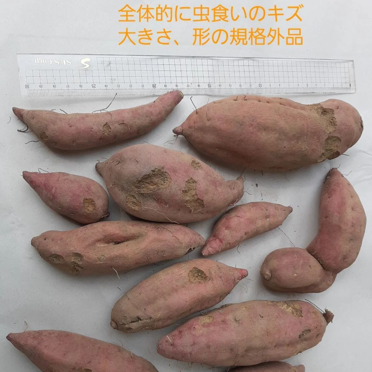 訳あり】さつまいも(金時) 約5kg 傷、虫食い有り - サイトー農園